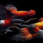 Đá gà online BJ88 đầy hấp dẫn