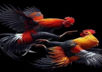 Đá gà online BJ88 đầy hấp dẫn