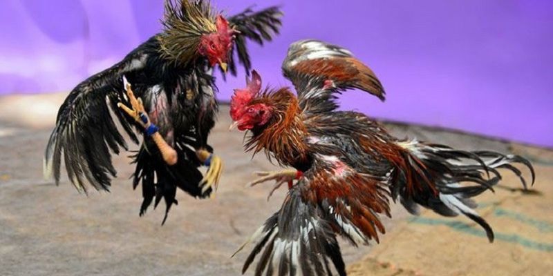 Giưới thiệu game đá gà BJ88