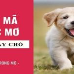 Giải mã giấc mơ thấy chó