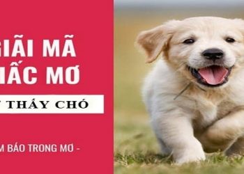 Giải mã giấc mơ thấy chó